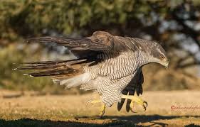 Attēlu rezultāti vaicājumam “Accipiter gentilis”