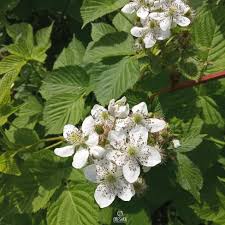 Attēlu rezultāti vaicājumam “Rubus saxatilis flower”
