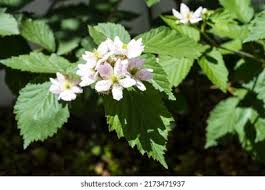 Attēlu rezultāti vaicājumam “Rubus plicatus flower”