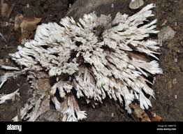 Attēlu rezultāti vaicājumam “Thelephora penicillata”