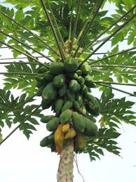 Image result for Carica papaya