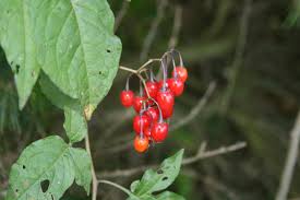 Attēlu rezultāti vaicājumam “Solanum dulcamara fruit”