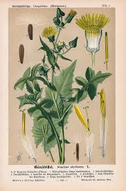 Attēlu rezultāti vaicājumam “Sonchus oleraceus leaf”