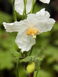 Image result for Meconopsis betonicifolia alba