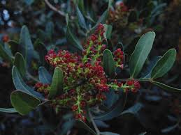 Attēlu rezultāti vaicājumam “Lonicera tatarica bud”