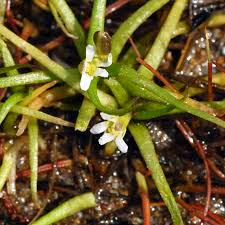 Attēlu rezultāti vaicājumam “Subularia aquatica”