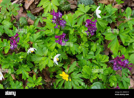 Attēlu rezultāti vaicājumam “Corydalis cava”