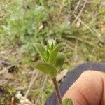 Attēlu rezultāti vaicājumam “Cerastium semidecandrum leaf”