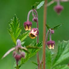 Image result for Geum rivale