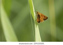 Attēlu rezultāti vaicājumam “Ochlodes sylvanus male”