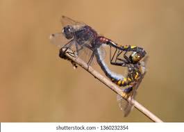 Attēlu rezultāti vaicājumam “Leucorrhinia pectoralis female”