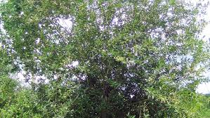 Attēlu rezultāti vaicājumam “Salix pentandra”