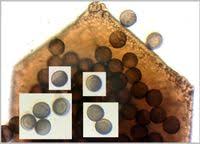 Attēlu rezultāti vaicājumam “Licea pusilla sessile”