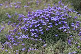 Image result for Aubrieta hybrida (cultorum)