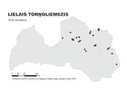 Attēlu rezultāti vaicājumam “Ena montana”