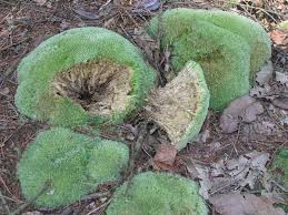 Attēlu rezultāti vaicājumam “Leucobryum glaucum”