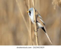 Attēlu rezultāti vaicājumam “Panurus biarmicus male”