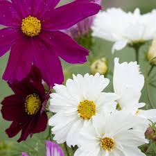 Image result for Cosmos bipinnatus
