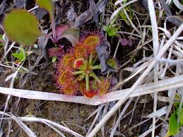 Attēlu rezultāti vaicājumam “Drosera rotundifolia flower”