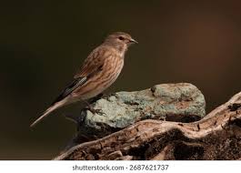 Attēlu rezultāti vaicājumam “Carduelis cannabina adult”