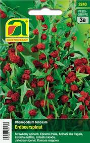 Image result for chenopodium foliosum