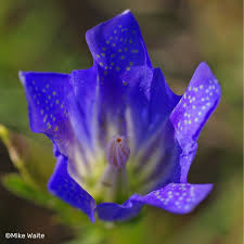 Attēlu rezultāti vaicājumam “Gentiana pneumonanthe flower”