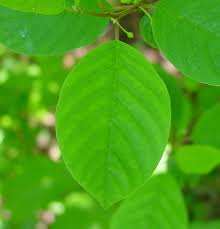 Attēlu rezultāti vaicājumam “Frangula alnus”