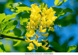 Attēlu rezultāti vaicājumam “Laburnum alpinum flower”