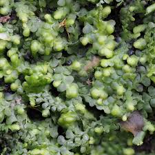 Attēlu rezultāti vaicājumam “Dicranella heteromalla sporophyte”