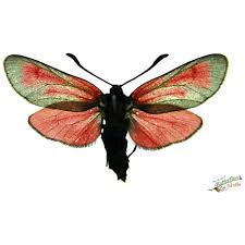 Attēlu rezultāti vaicājumam “Pleuroptya ruralis”