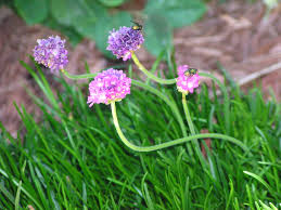 Attēlu rezultāti vaicājumam “Armeria vulgaris leaf”