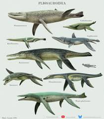 Attēlu rezultāti vaicājumam “Laccognathus panderi”