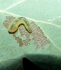 Attēlu rezultāti vaicājumam “Caliroa annulipes larva”