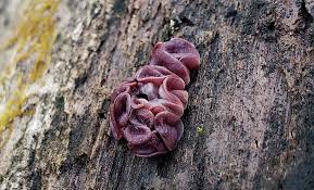 Attēlu rezultāti vaicājumam “Ascocoryne cylichnium”