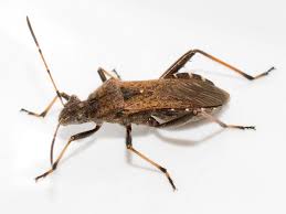 Attēlu rezultāti vaicājumam “Alydus calcaratus”