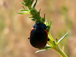 Attēlu rezultāti vaicājumam “Chrysolina sanguinolenta”