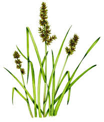 Attēlu rezultāti vaicājumam “Carex vulpina”