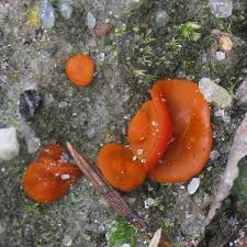 Attēlu rezultāti vaicājumam “Melastiza chateri”