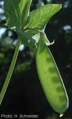 Attēlu rezultāti vaicājumam “Pisum sativum fruit”