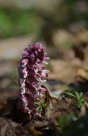 Attēlu rezultāti vaicājumam “Lathraea squamaria”