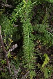 Attēlu rezultāti vaicājumam “Achillea millefolium leaf”