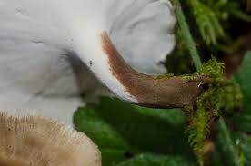 Attēlu rezultāti vaicājumam “Polyporus varius”