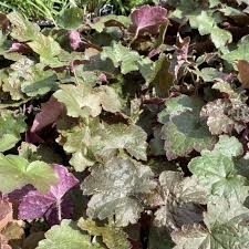 Image result for Heuchera `Palace Purple`