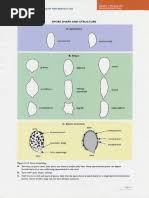 Attēlu rezultāti vaicājumam “Comatricha meandrispora stalked”