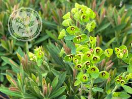 Attēlu rezultāti vaicājumam “Cribraria martinii stalked”