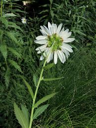 Image result for Leucanthemella serotina