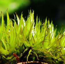 Attēlu rezultāti vaicājumam “Dicranum bergeri”