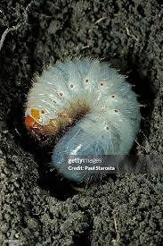 Attēlu rezultāti vaicājumam “Melolontha melolontha”