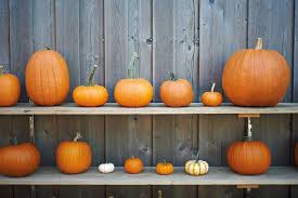 Image result for Kürbis