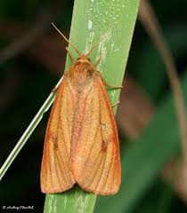 Attēlu rezultāti vaicājumam “Diacrisia sannio male”